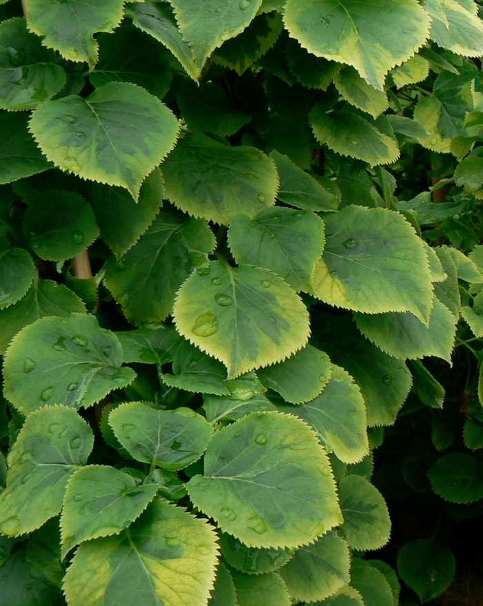 'Miranda' Climbing Hydrangea - Hydrangea anomala petiolaris