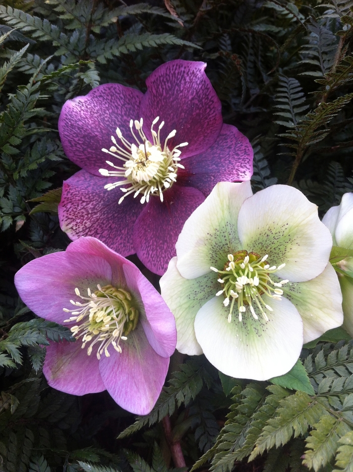 Lenten Rose - Helleborus orientalis 'Royal Heritage™'