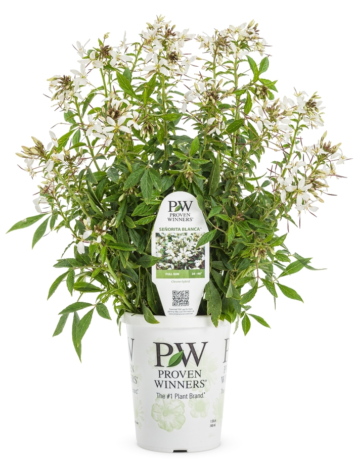 Spider Flower - Cleome hybrid 'Senorita Blanca®' Spider Flower - Cleome hybrid 'Senorita Blanca®'