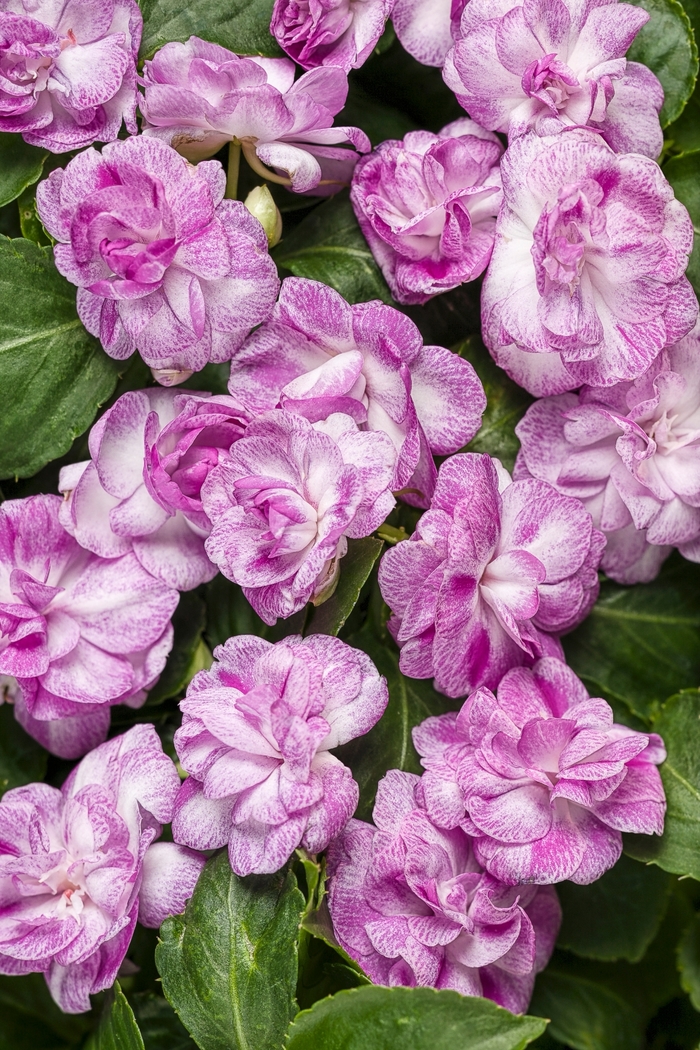 Rockapulco® 'Wisteria' - Impatiens walleriana (Double Impatiens) Rockapulco® 'Wisteria' - Impatiens walleriana (Double Impatiens)