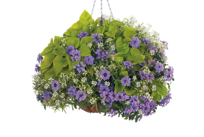 Sweet Caroline Sweetheart Lime - Ipomoea hybrid Sweet Caroline Sweetheart Lime - Ipomoea hybrid