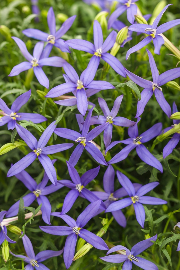 Beth's Blue® Star Flower - Isotoma axillaris 'Beth's Blue®' Beth's Blue® Star Flower - Isotoma axillaris 'Beth's Blue®'