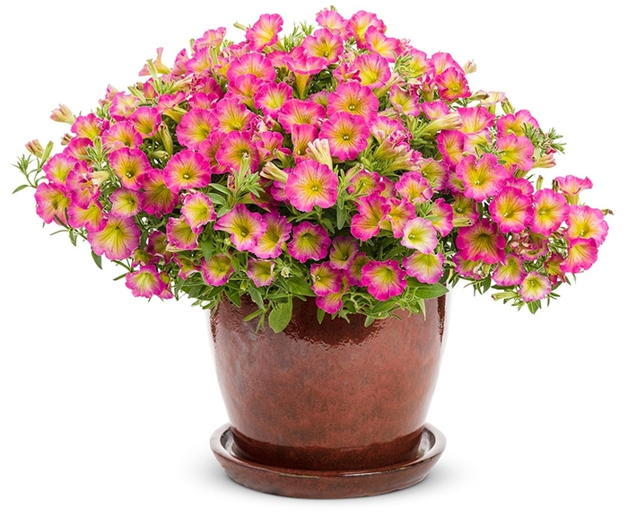 Supertunia® Petunia - Petunia hybrid 'Supertunia® Daybreak Charm'