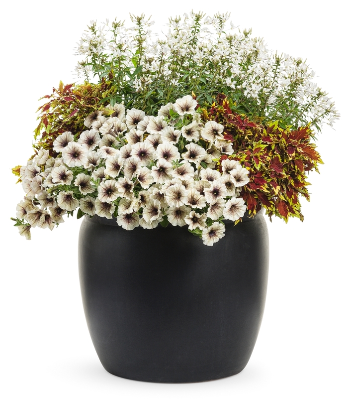 Supertunia® Latte - Petunia 'Kerlatte' PP28069, Can 5508 (Petunia) Supertunia® Latte - Petunia 'Kerlatte' PP28069, Can 5508 (Petunia)