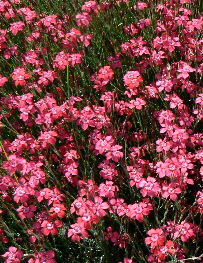 Border Carnation - Dianthus deltoides 'Brilliant' Border Carnation - Dianthus deltoides 'Brilliant'