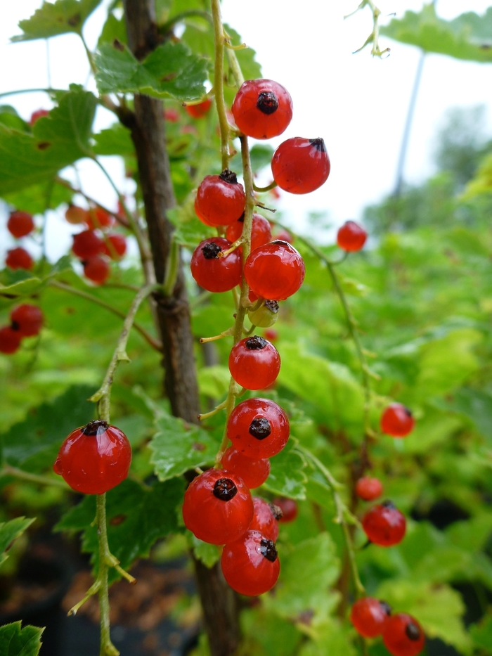 Currant - Ribes rubrum 'Red Lake' Currant - Ribes rubrum 'Red Lake'