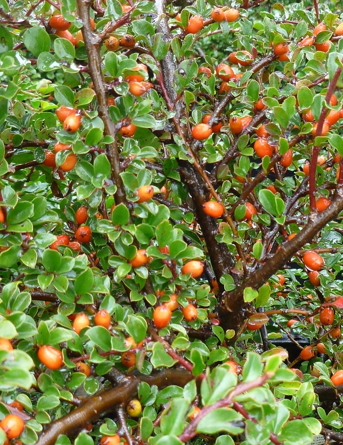 Rock Spray Cotoneaster - Cotoneaster horizontalis 'Perpusillus'