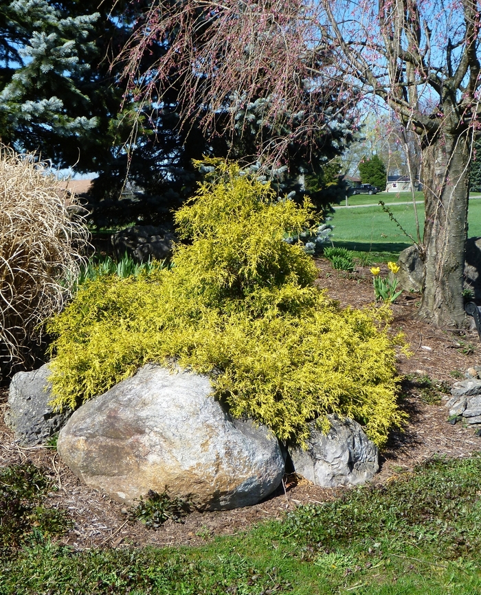 Golden Mop Threadleaf Falsecypress - Chamaecyparis pisifera 'Mops'