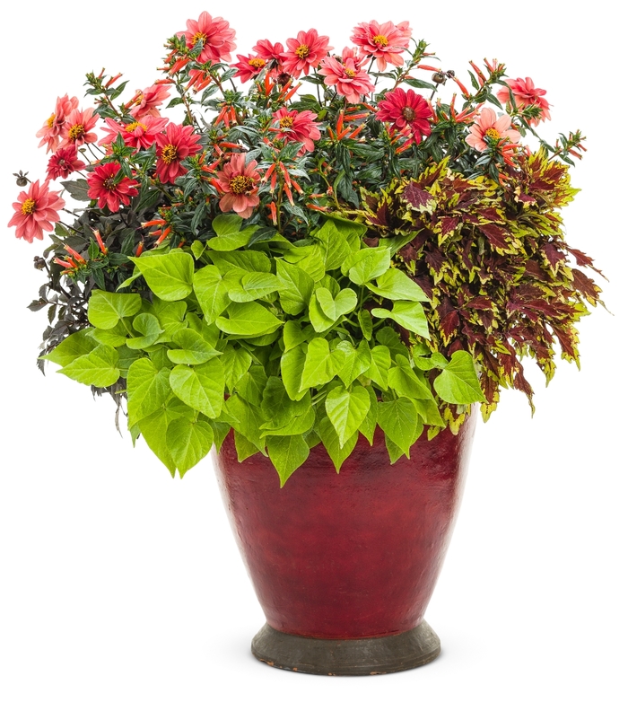 ColorBlaze® Coleus - Solenostemon scutellarioides 'ColorBlaze® Apple Brandy™' ColorBlaze® Coleus - Solenostemon scutellarioides 'ColorBlaze® Apple Brandy™'