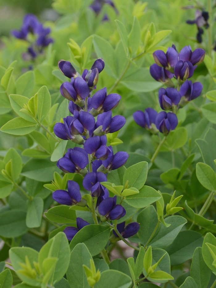 Decadence® False Indigo - Baptisia hybrid 'Decadence® Sparkling Sapphires'