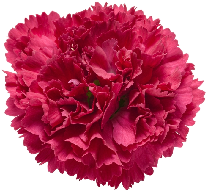 Fruit Punch® Pinks - Dianthus hybrid 'Fruit Punch® Cranberry Cocktail' Fruit Punch® Pinks - Dianthus hybrid 'Fruit Punch® Cranberry Cocktail'