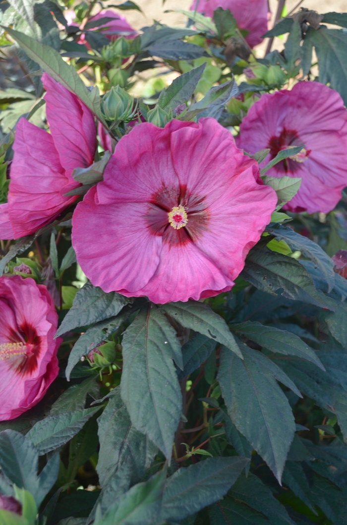 Summerific® 'Berry Awesome' - Hibiscus hybrid Summerific® 'Berry Awesome' - Hibiscus hybrid