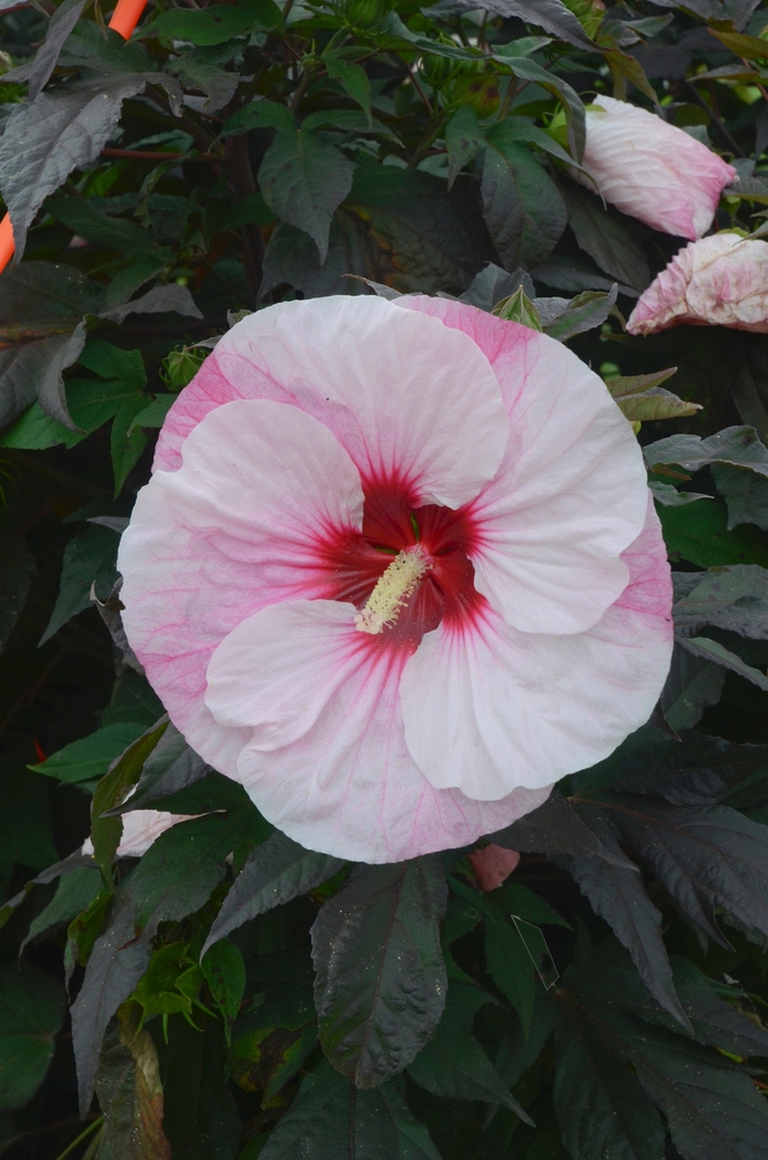Summerific® Rose Mallow - Hibiscus COPY hybrid 'Summerific® Perfect Storm'