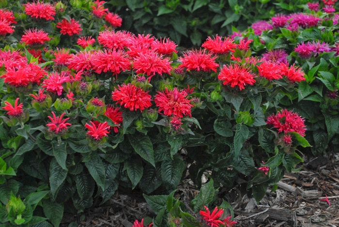 Bee Balm - Monarda didyma 'Pardon My Cerise'