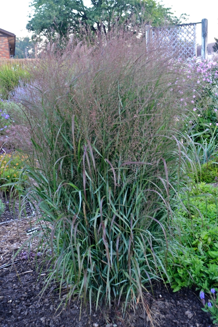 Prairie Winds® 'Apache Rose' - Panicum virgatum (Switch Grass)