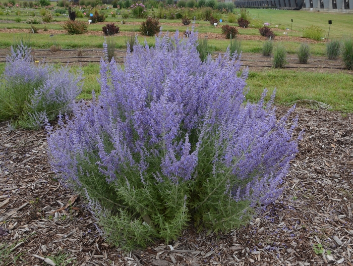 Russian Sage - Perovskia atriplicifolia 'Denim 'n Lace' Russian Sage - Perovskia atriplicifolia 'Denim 'n Lace'