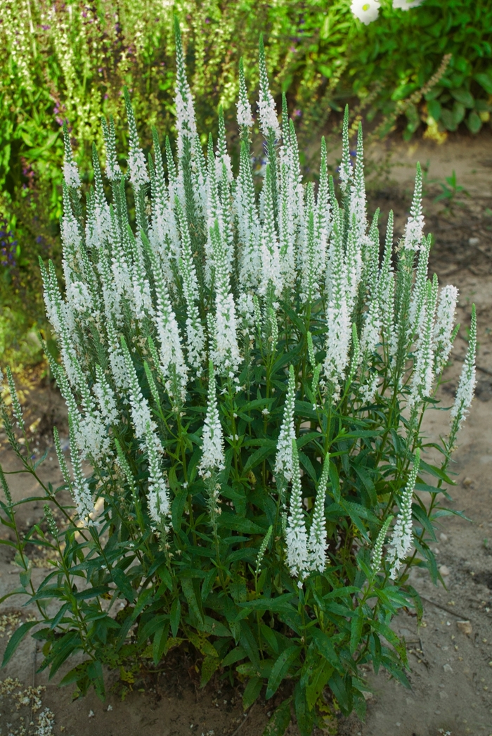 Magic Show® Speedwell - Veronica 'Magic Show® White Wands' Magic Show® Speedwell - Veronica 'Magic Show® White Wands'