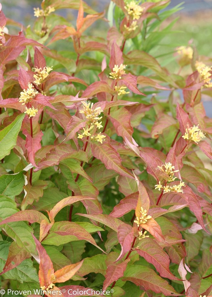 Kodiak® Bush Honeysuckle - Diervilla rivularis 'Kodiak® Orange'