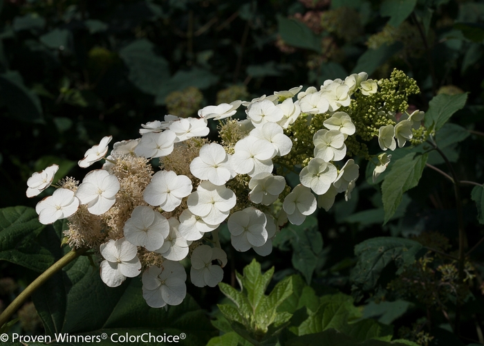'Gatsby Pink®' Oakleaf hydrangea - Hydrangea quercifolia 'Gatsby Pink®' Oakleaf hydrangea - Hydrangea quercifolia