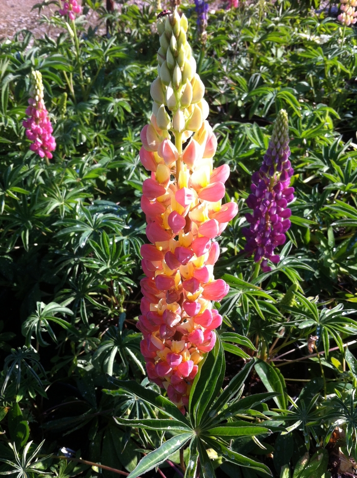 Lupine - Lupinus polyphyllus 'Minarette Mix'