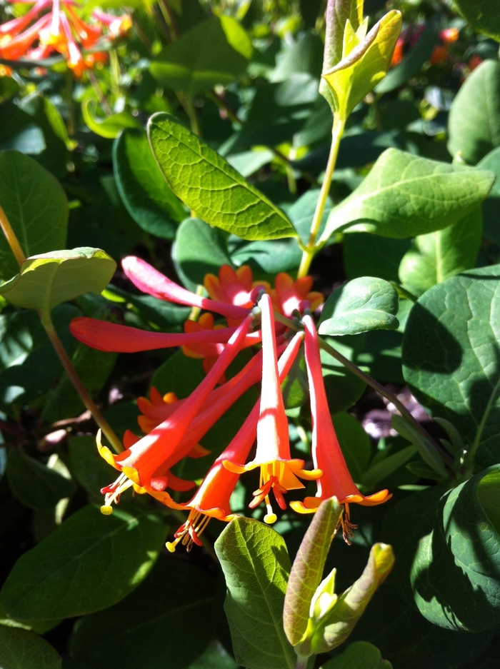 Honeysuckle Vine - Lonicera x brownii 'Dropmore Scarlet' Honeysuckle Vine - Lonicera x brownii 'Dropmore Scarlet'