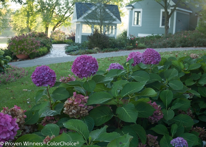 Let's Dance® Rave® - Reblooming Hydrangea Let's Dance® Rave® - Reblooming Hydrangea