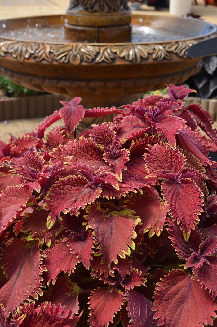 Under The Sea™ 'King Crab' - coleus Under The Sea™ 'King Crab' - coleus