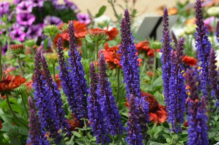 Meadow Sage - Salvia nemerosa 'Sensation Deep Blue Improved'