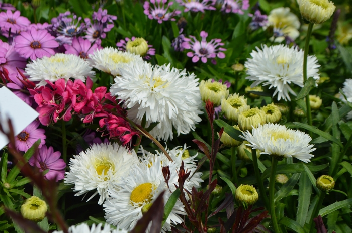 Shasta Daisy - Leucanthemum superbum 'Laspider' Shasta Daisy - Leucanthemum superbum 'Laspider'