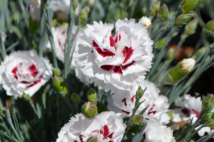 Border Carnation - Dianthus 'Fresh Scent Coconut Surprise' Border Carnation - Dianthus 'Fresh Scent Coconut Surprise'