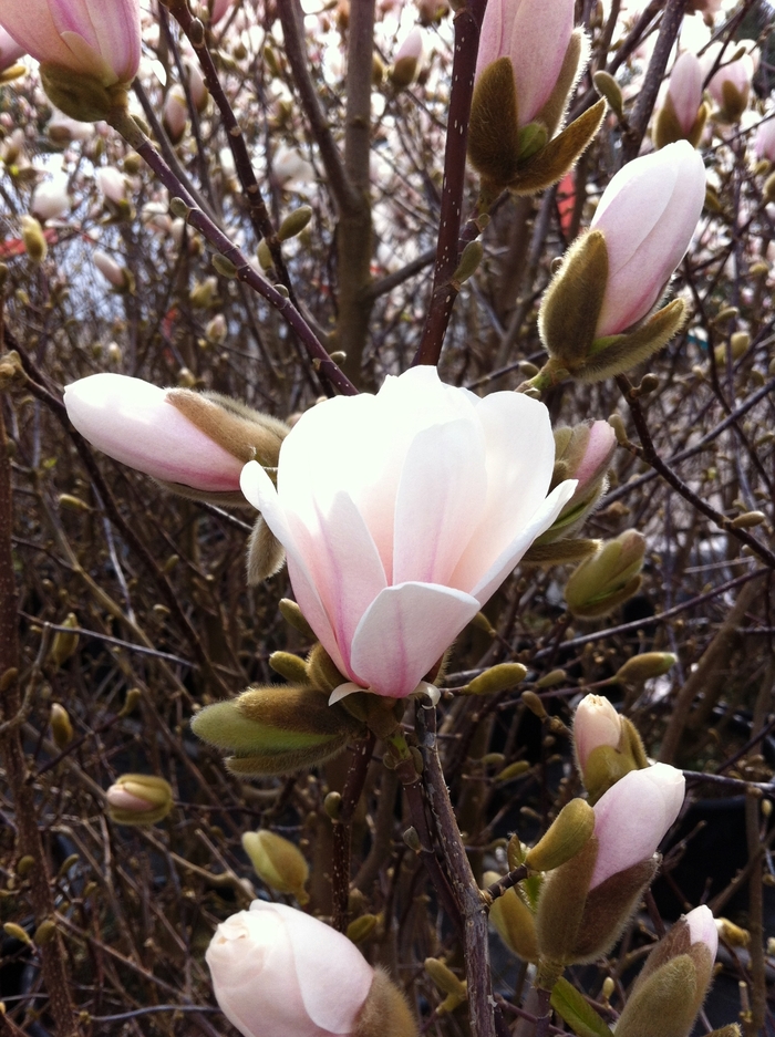 'Merrill' - Magnolia x loebneri 'Merrill' - Magnolia x loebneri