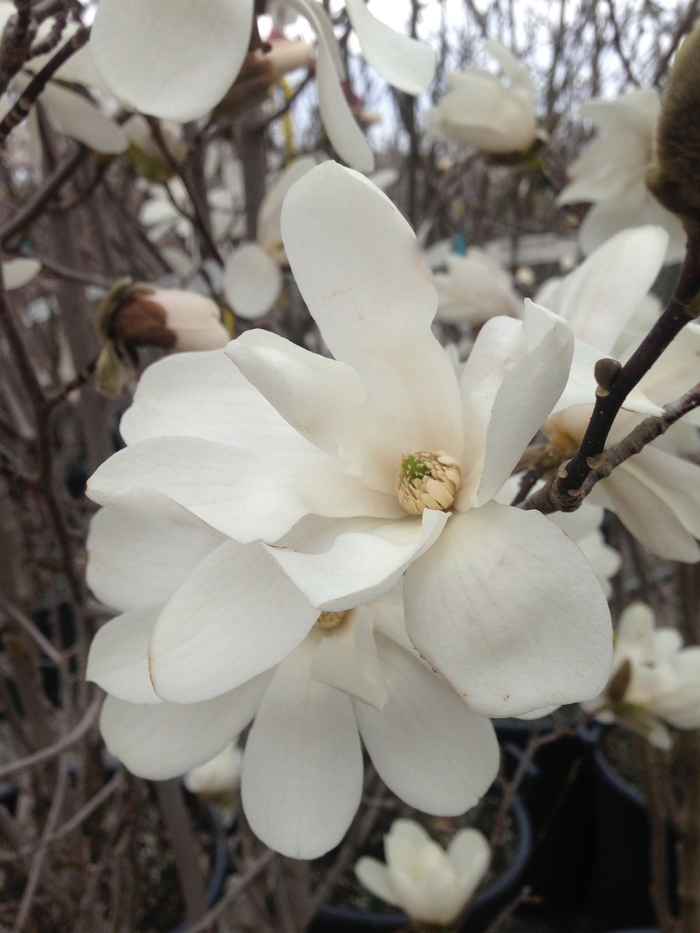 Merrill White Magnolia - Magnolia x loebneri 'Merrill'