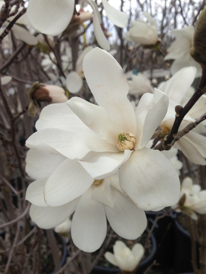 Merrill White Magnolia - Magnolia x loebneri 'Merrill' Merrill White Magnolia - Magnolia x loebneri 'Merrill'