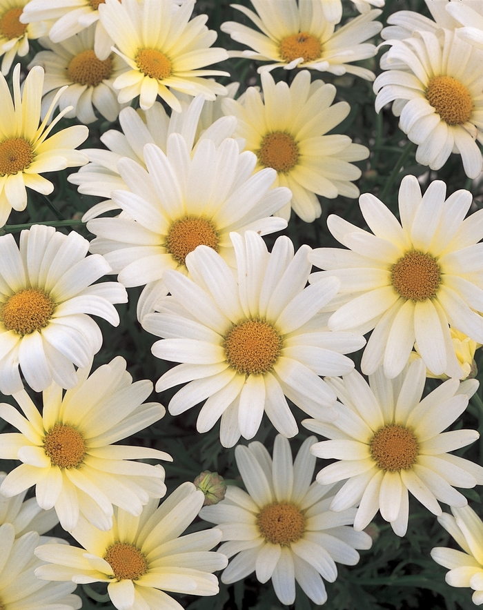 Marguerite Daisy - Argyranthemum frutescens 'Vanilla Butterfly®' Marguerite Daisy - Argyranthemum frutescens 'Vanilla Butterfly®'