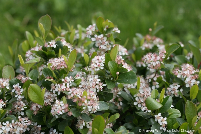 Low Scape® Chokeberry - Aronia melanocarpa 'Low Scape™ Mound' Low Scape® Chokeberry - Aronia melanocarpa 'Low Scape™ Mound'