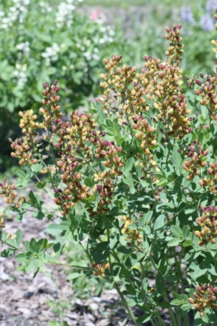Decadence® 'Cherries Jubilee' - Baptisia hybrid Decadence® 'Cherries Jubilee' - Baptisia hybrid