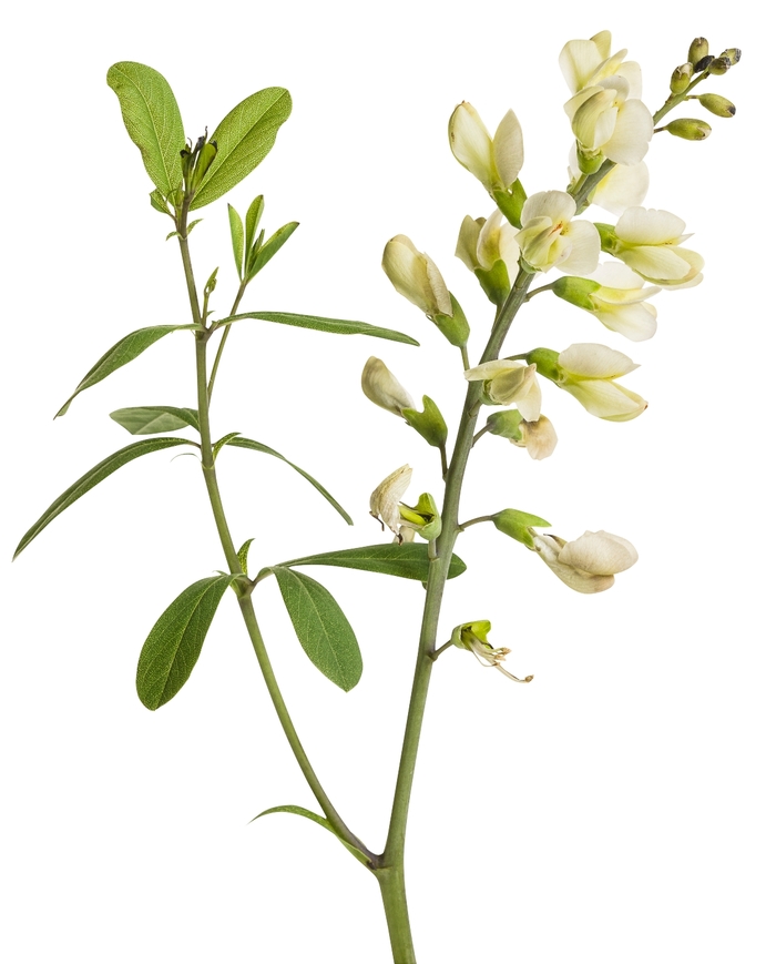 Decadence® False Indigo - Baptisia hybrid 'Decadence® Vanilla Cream'