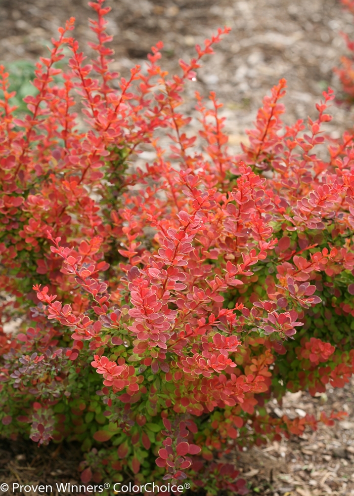 Sunjoy® Tangelo - Berberis thunbergii