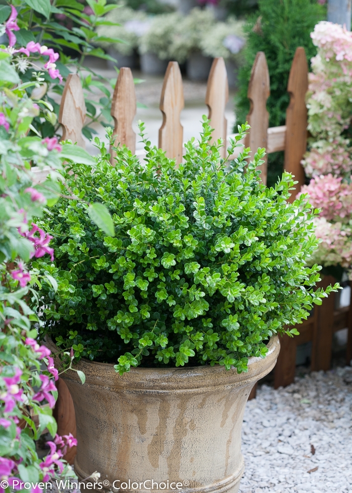 'Sprinter®' Boxwood - Buxus microphylla 'Sprinter®' Boxwood - Buxus microphylla