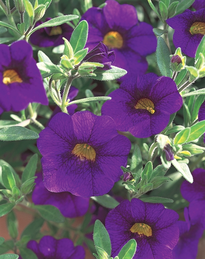 Superbells® Blue - Calibrachoa 'Blue' US. 14,874 and Can. 1931 (Calibrachoa)