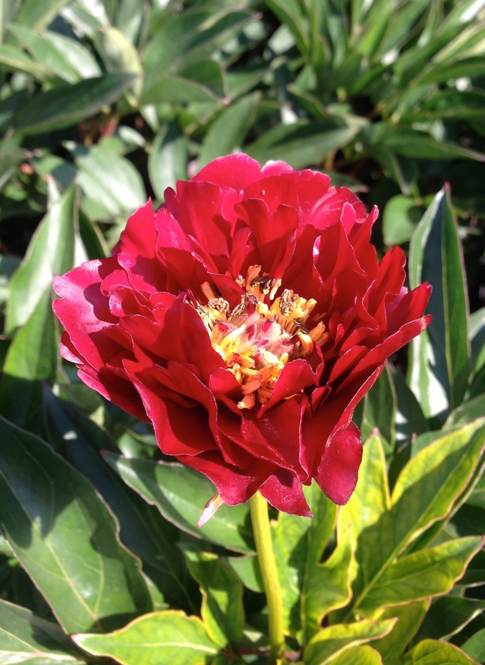 Garden Peony - Paeonia 'Buckeye Belle' Garden Peony - Paeonia 'Buckeye Belle'