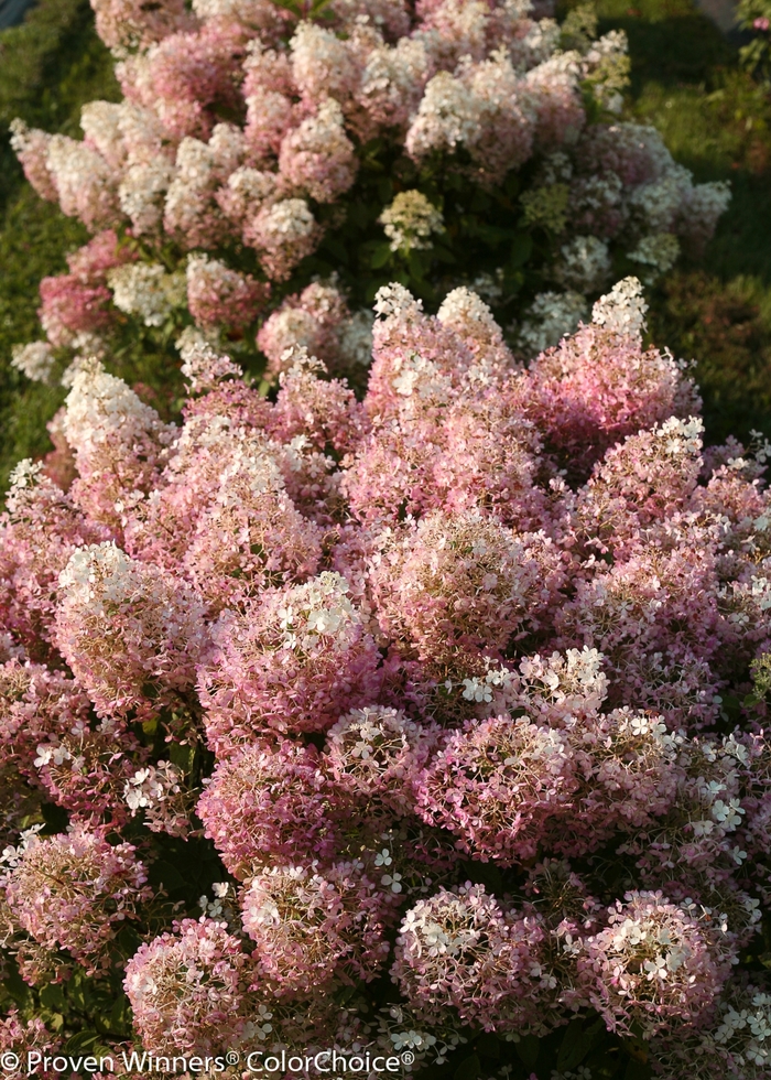 'Bobo®' Hydrangea - Hydrangea paniculata 'Bobo' 'Bobo®' Hydrangea - Hydrangea paniculata 'Bobo'