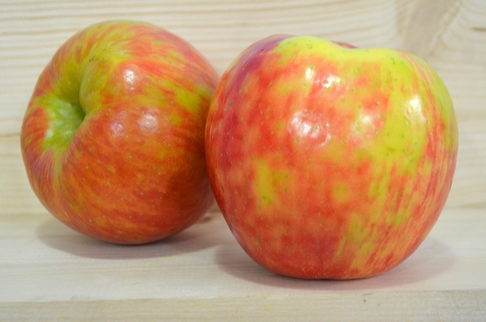 Honeycrisp Apple - Malus domestica 'Honeycrisp' Honeycrisp Apple - Malus domestica 'Honeycrisp'