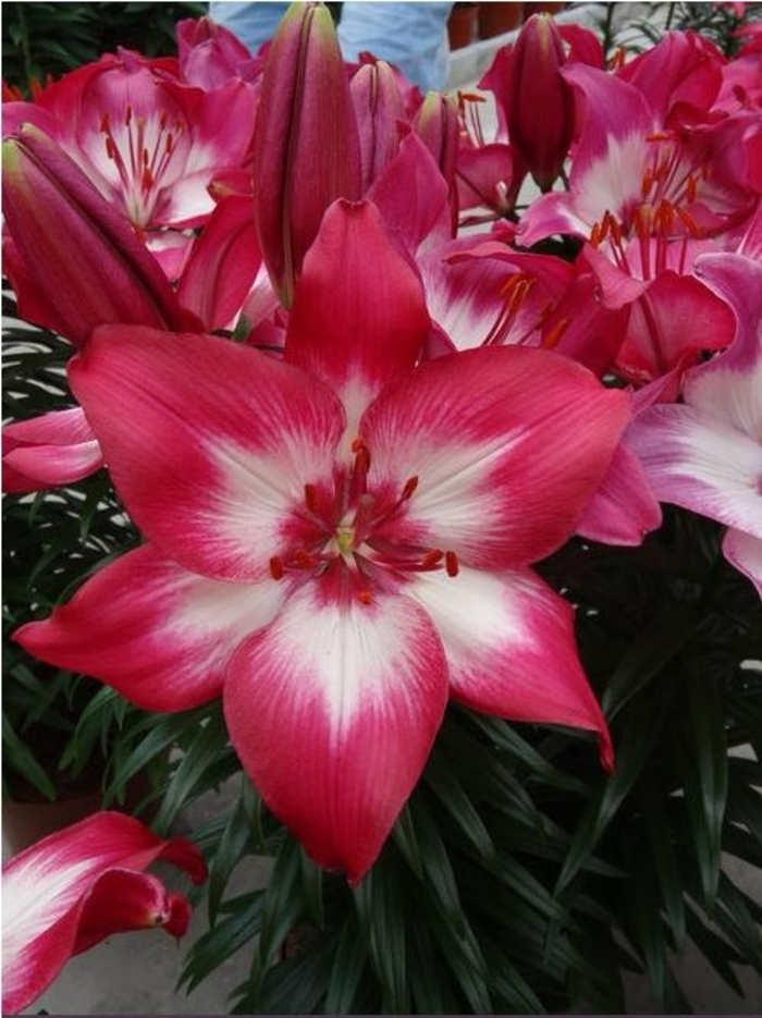 Asiatic Pot Lily - Lilium asiaticum 'Tiny Diamond'