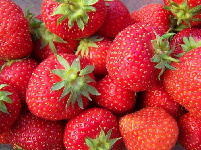 Strawberry - Fragaria x ananassa 'Honeoye' Strawberry - Fragaria x ananassa 'Honeoye'