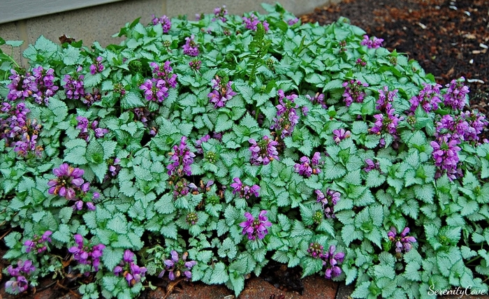 Dead Nettle - Lamium maculatum 'Red Nancy' Dead Nettle - Lamium maculatum 'Red Nancy'