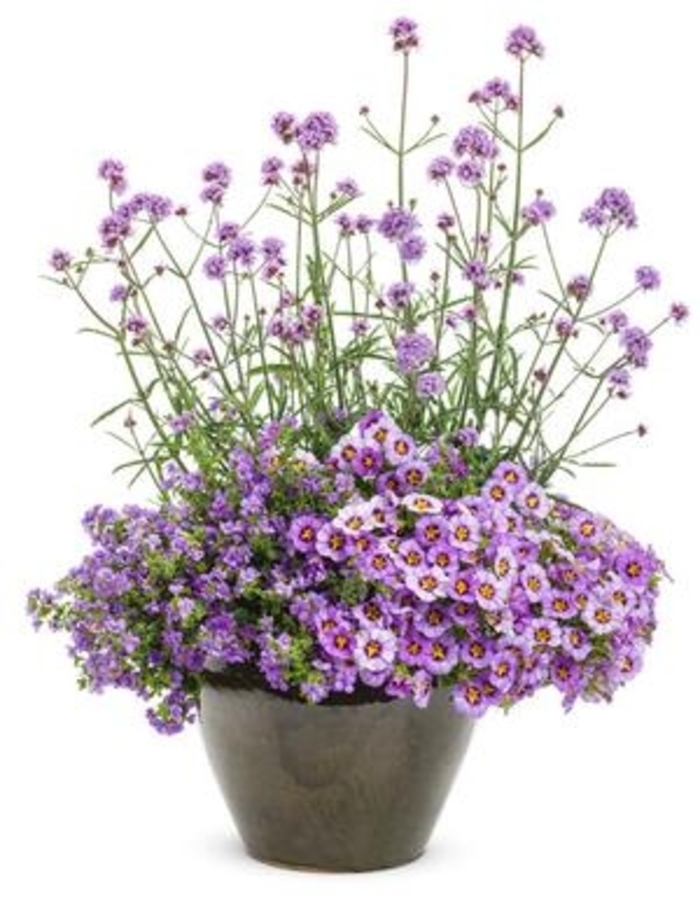 Verbena - Verbena bonariensis 'Meteor Shower™'