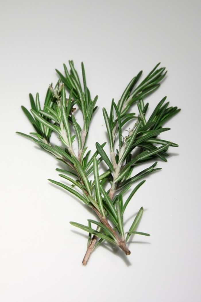 Rosemary - Rosmarinus officinalis 'Gorizia' (Rosemary) Rosemary - Rosmarinus officinalis 'Gorizia' (Rosemary)