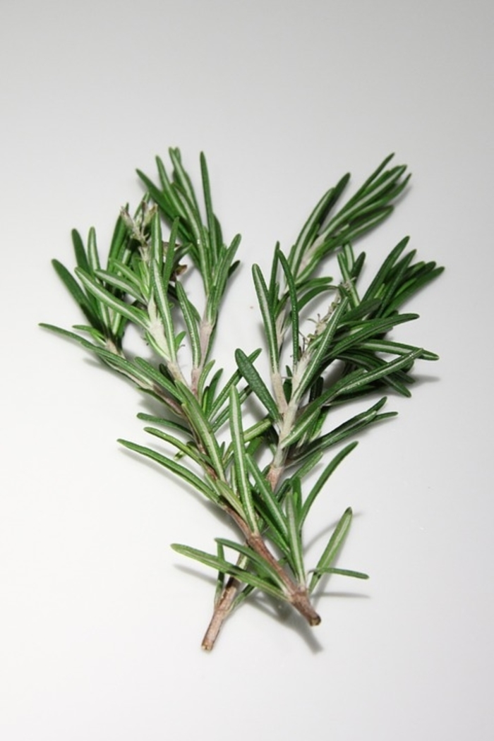 Rosemary - Rosmarinus officinalis 'Gorizia' (Rosemary)