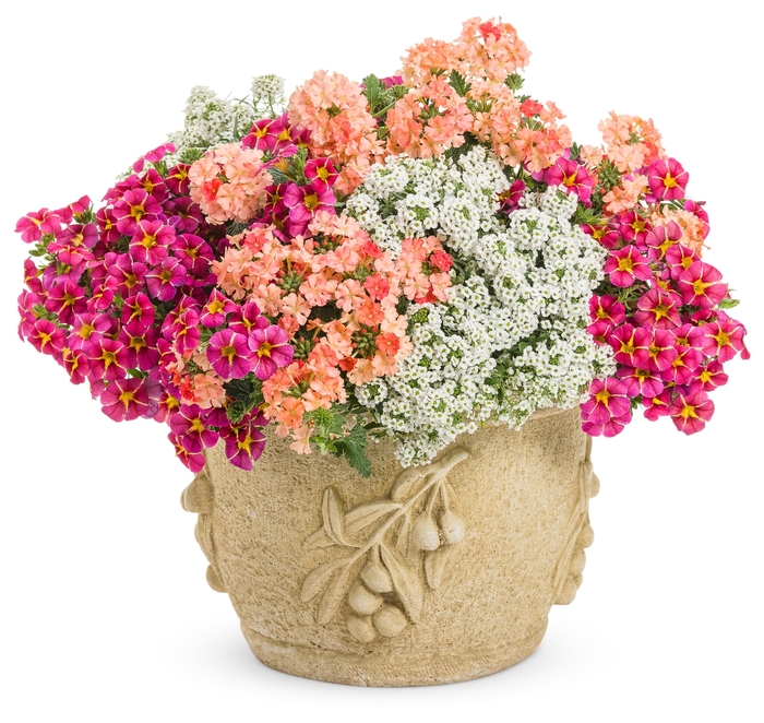 Snow Princess - Lobularia 'Snow Princess' Snow Princess - Lobularia 'Snow Princess'